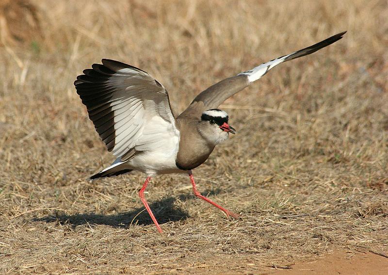 frieda 071.jpg - Pasop!!!